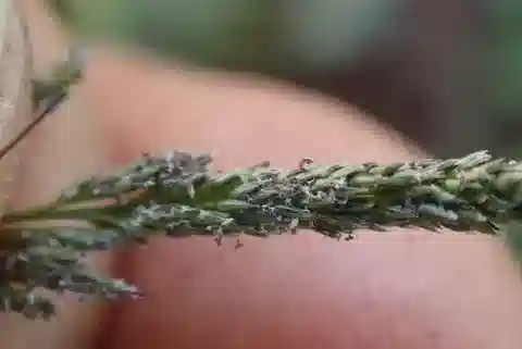 نبات نجيل Sporobolus ioclados في بيئته الطبيعية