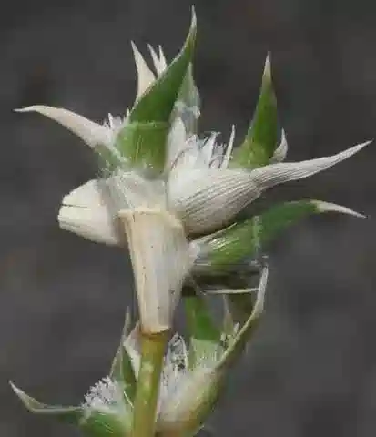 نبات نجيل Sporobolus niliacus في بيئته الطبيعية