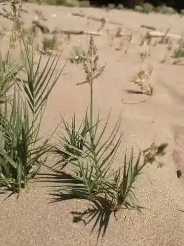 نبات نجيل Sporobolus pungens في بيئته الطبيعية