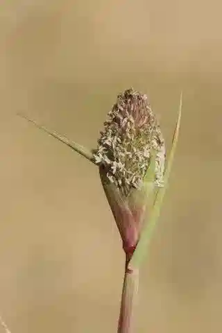 نبات نجيل Sporobolus schoenoides في بيئته الطبيعية