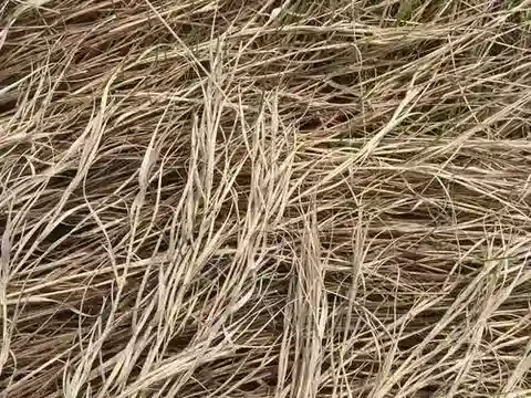 نبات نجيل Sporobolus spicatus في بيئته الطبيعية