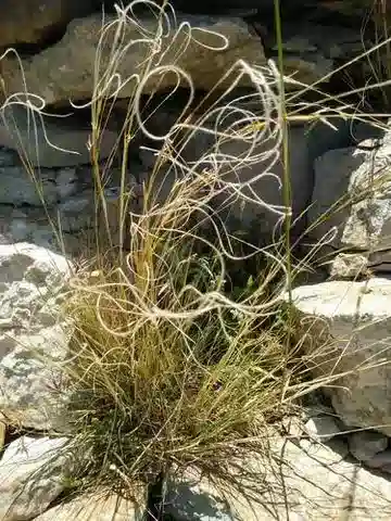 نبات نجيل Stipa arabica في بيئته الطبيعية