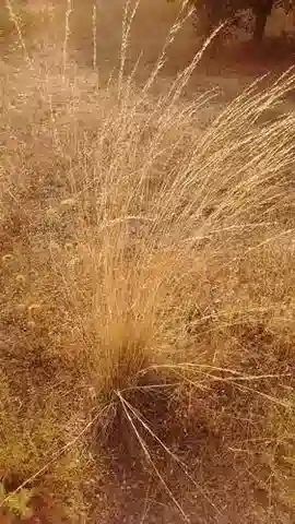 نبات نجيل Stipa lagascae في بيئته الطبيعية