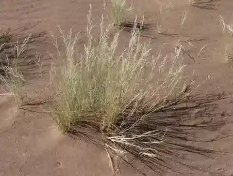 نبات نجيل Stipagrostis acutiflora في بيئته الطبيعية