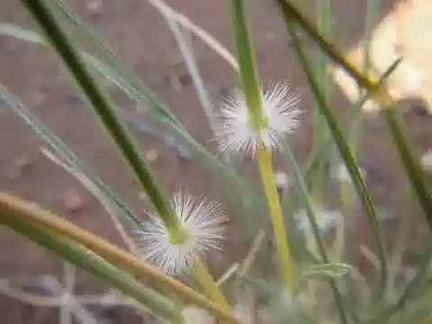 نبات نجيل Stipagrostis ciliata var. ciliata في بيئته الطبيعية