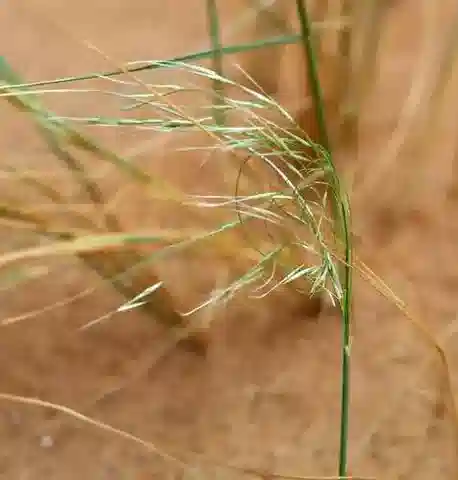 نبات نجيل Stipagrostis drarii في بيئته الطبيعية