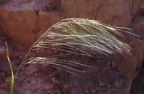 نبات نجيل Stipagrostis hirtigluma var. hirtigluma في بيئته الطبيعية
