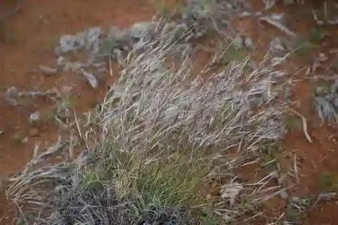 نبات نجيل Stipagrostis obtusa في بيئته الطبيعية