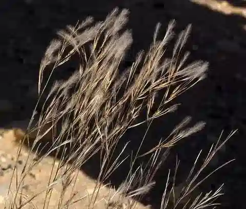 نبات نجيل Stipagrostis plumosa subsp. seminuda في بيئته الطبيعية