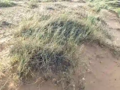 نبات نجيل Stipagrostis pungens في بيئته الطبيعية