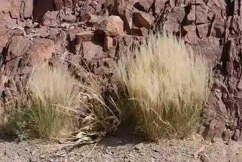 نبات نجيل Stipagrostis raddiana في بيئته الطبيعية