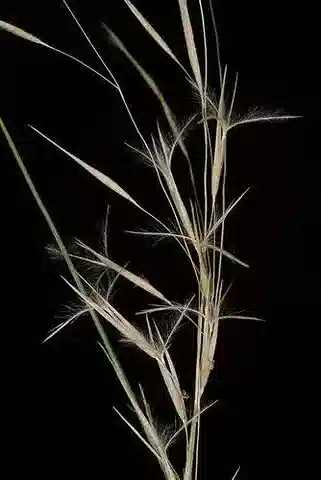 نبات نجيل Stipagrostis scoparia في بيئته الطبيعية