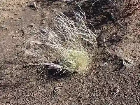 نبات نجيل Stipagrostis uniplumis في بيئته الطبيعية