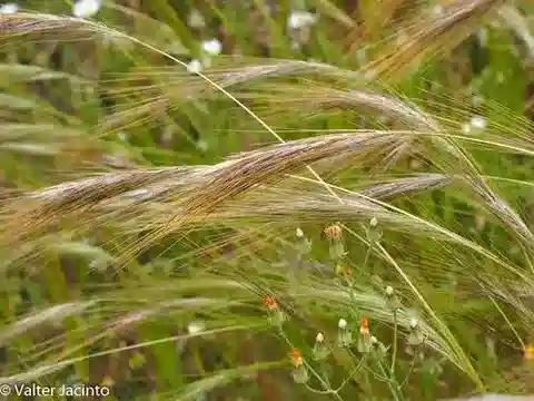 نبات نجيل Stipellula capensis في بيئته الطبيعية