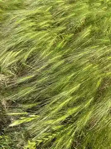 نبات نجيل Taeniatherum caput-medusae في بيئته الطبيعية