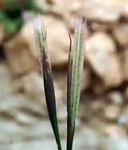 نبات نجيل Tetrapogon cenchriformis في بيئته الطبيعية