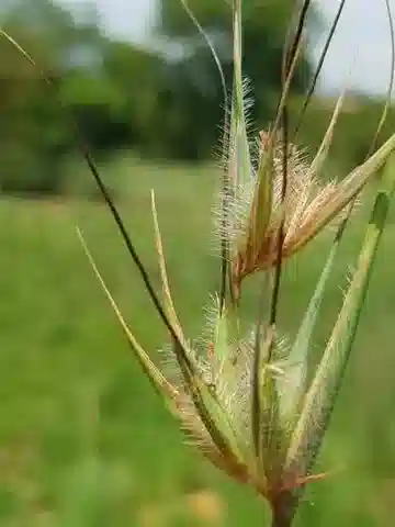 نبات نجيل Themeda triandra في بيئته الطبيعية