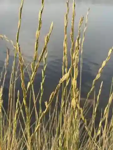 نبات نجيل Thinopyrum elongatum في بيئته الطبيعية