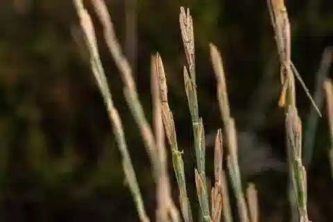 نبات نجيل Thinopyrum junceum في بيئته الطبيعية