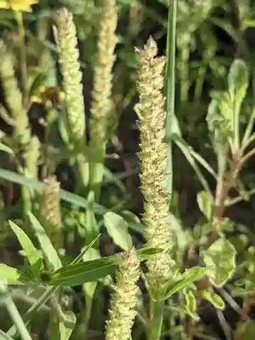 نبات نجيل Tragus berteronianus في بيئته الطبيعية