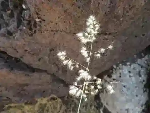 نبات نجيل Tricholaena teneriffae subsp. teneriffae في بيئته الطبيعية