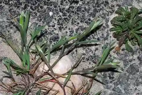 نبات نجيل Triplachne nitens في بيئته الطبيعية