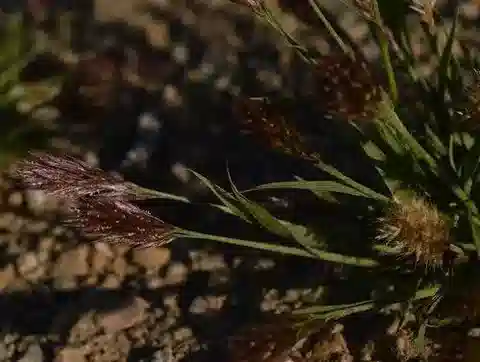 نبات نجيل Triraphis pumilio في بيئته الطبيعية