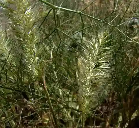 نبات نجيل Trisetaria linearis في بيئته الطبيعية