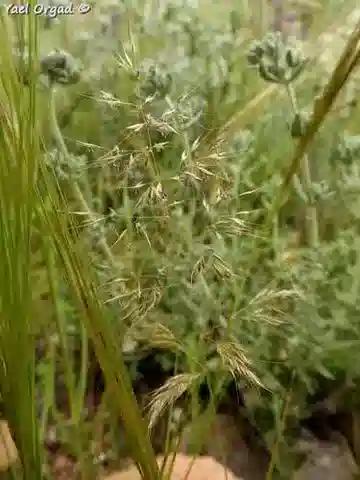 نبات نجيل Trisetaria macrochaeta في بيئته الطبيعية