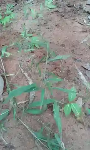 نبات نجيل Urochloa deflexa في بيئته الطبيعية