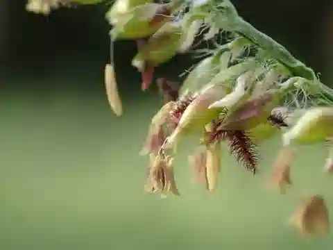 نبات نجيل Urochloa mutica في بيئته الطبيعية