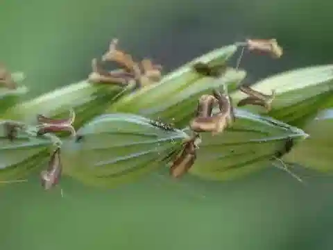 نبات نجيل Urochloa panicoides في بيئته الطبيعية