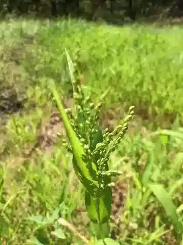 نبات نجيل Urochloa ramosa في بيئته الطبيعية