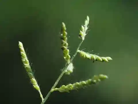 نبات نجيل Urochloa reptans في بيئته الطبيعية
