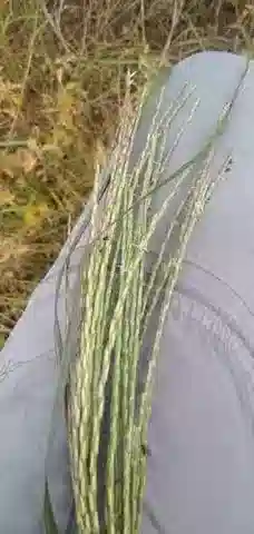 نبات نجيل Vossia cuspidata في بيئته الطبيعية