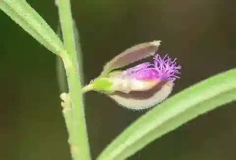 نبات البوليجالة erioptera في بيئته الطبيعية
