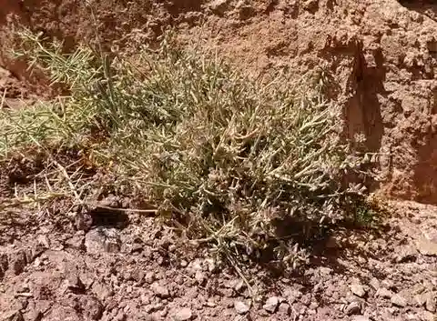 نبات البوليجالة sinaica var. sinaica في بيئته الطبيعية
