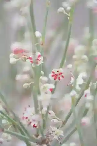 نبات Calligonum comosum في بيئته الطبيعية