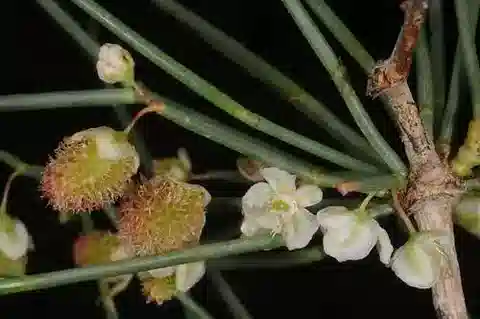 نبات Calligonum polygonoides في بيئته الطبيعية