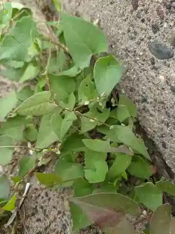 نبات Fallopia convolvulus في بيئته الطبيعية