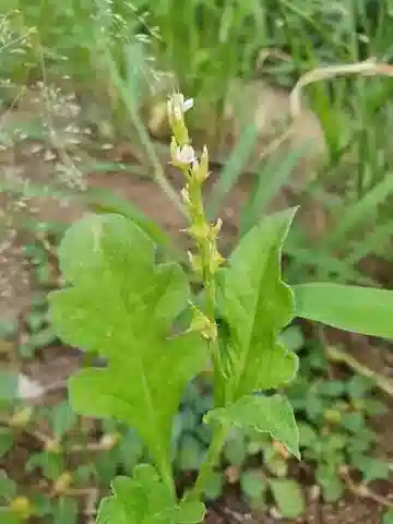 نبات Oxygonum atriplicifolium في بيئته الطبيعية