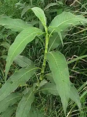 نبات Persicaria attenuata في بيئته الطبيعية