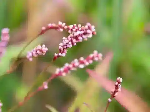 نبات Persicaria decipiens في بيئته الطبيعية
