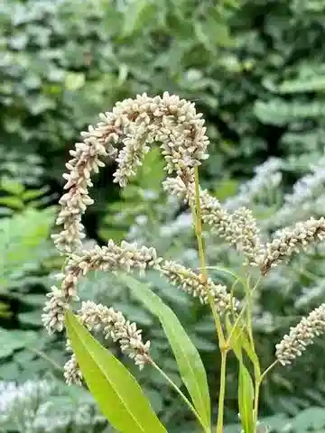 نبات Persicaria lapathifolia في بيئته الطبيعية