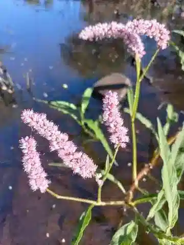 نبات Persicaria limbata في بيئته الطبيعية