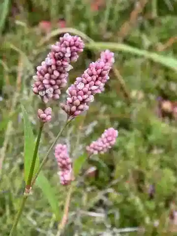 نبات Persicaria maculosa var. maculosa في بيئته الطبيعية