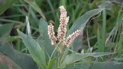 نبات Persicaria senegalensis في بيئته الطبيعية