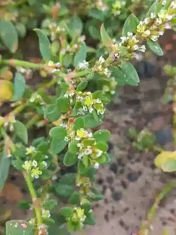 نبات البوليغونوم arenastrum في بيئته الطبيعية