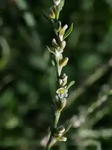 نبات البوليغونوم argyrocoleon في بيئته الطبيعية