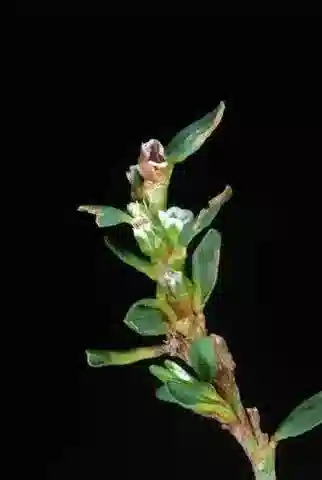 نبات البوليغونوم aviculare في بيئته الطبيعية